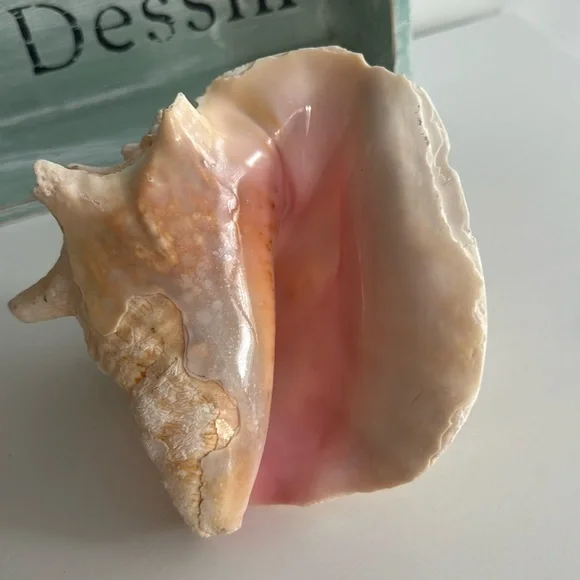 Queen Conch Shell Pink Interior Nautical Beach Decor Natural Sculpture - Picture 7 of 11